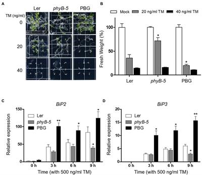 Frontiers | Phytochrome B Positively Regulates Red Light-Mediated ER ...